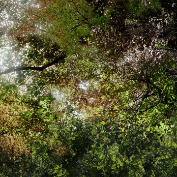 Flying Forest (33)