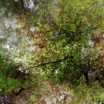 Flying Forest (33)