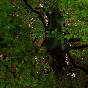 Flying Forest (33)