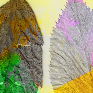 Leaves 7 print