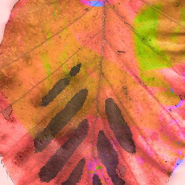 Leaves 3 print