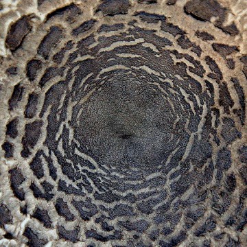 Mushroom 2 print