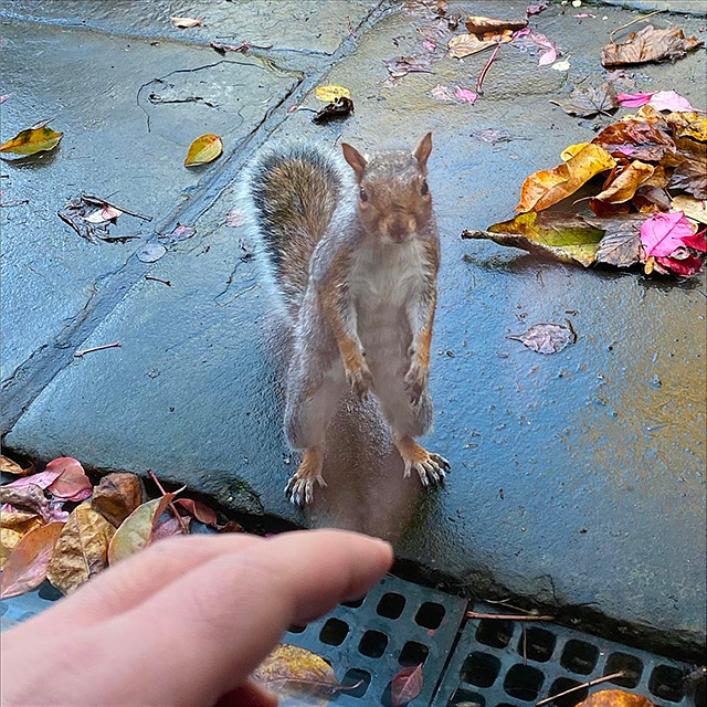 Bibi – Stereohype's garden squirrel
