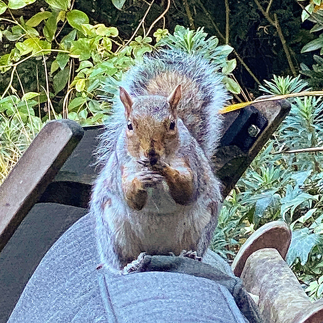 Squirrel galore