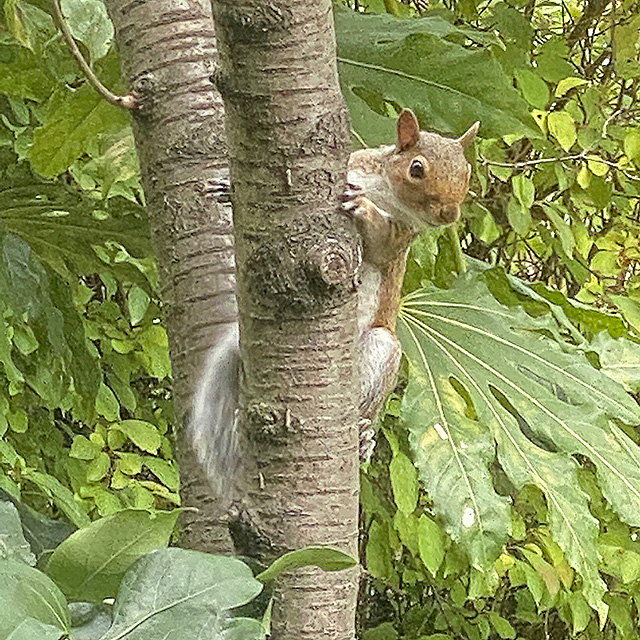 Stereohype garden squirrel
